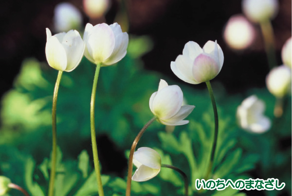 �ē��n�K�L