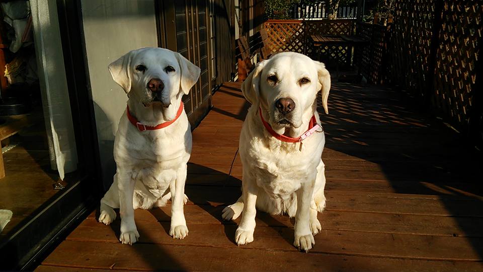 �E�b�h�f�b�L�ɂ�