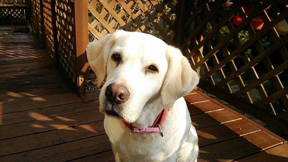 �A�Y�L�ł����E�E�E�Ȃɂ�?