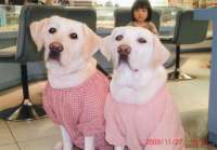 �Q������ŃV�b�c�A���܂���ł�