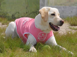 �_�E�����Ĉ�x�݂���A�Y�L