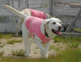 ���������ɕ����Ă���\��