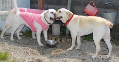 ���ۏ�̑O�ŃX�k�[�s�[�����ƈ��A����\��