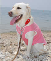 ���i�΂�w�ɂ����΂���̃A�Y�L