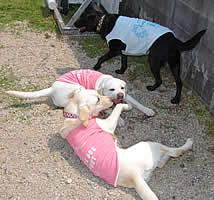 �\���ƃA�Y�L�̃K�E�K�E