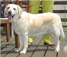 �j�[�`�F�����