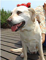 �����ꂳ��