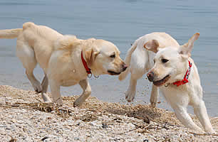 �X�k�[�s�[�����Ƃ�������