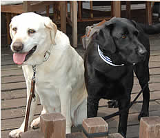 �t�B�[�X�����