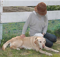 �L���[�g�����