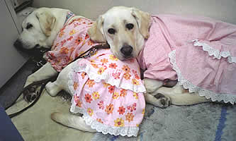 �\���𖍂ɂ��Ă���A�Y�L