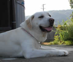 �����ł��ˁ[�@�\��