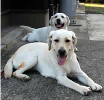 �A�Y�L�ƃ\���̃c�[�V���b�g