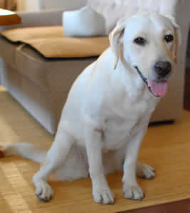 �Q�΂ɂȂ����V�b�c���Ă���A�Y�L