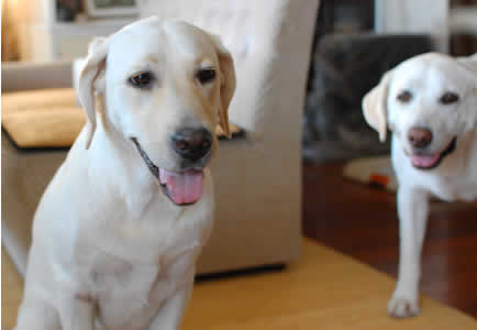 �V�b�c����A�Y�L�Ɣ`�����ރ\��