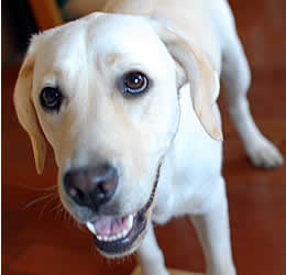 �˂��A�Ƃ������V�{�[