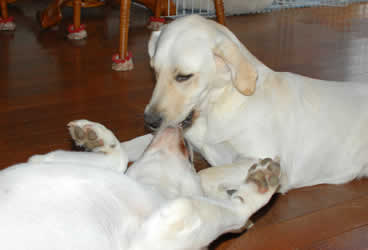 ���́A�\�������ƃK�E�K�E