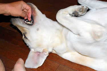 �Ƃ������̎���J�v�J�v���܂���