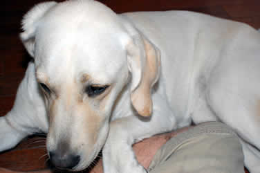 �˂��A���������V�{�[�ƊÂ��Ă��Ă���A�Y�L