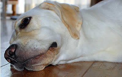 �V�т���āA��������Ă���A�Y�L