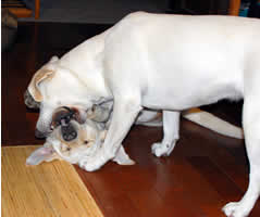 �A�Y�L�̒����ɂ��ăK�E�K�E���ɍs���\��