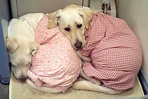 2�C�҂�����Ɗ��Y���ۂ܂��ĐQ�Ă��܂�