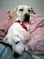 �\���̔w���Ɋ{���悹�ĐQ�Ă���A�Y�L