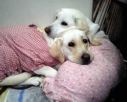 �A�Y�L�̎�̏�Ɋ{���悹�Ă���\��