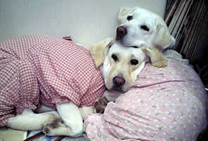 �A�Y�L�̓��̏�Ɋ{���悹�Ă���\��