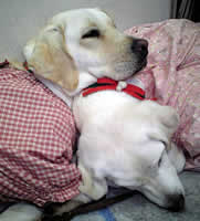 �\���̔w���Ɋ{���悹�ĐQ�Ă���A�Y�L�@���̂Q