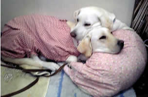 �����������A�Y�L�͋�̂����̏�Ɋ{���悹�A�A�Y�L�̎�̏�Ɋ{���悹�Ă���\��