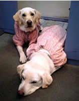 �܂��̓\�����قӂ��O�i