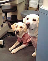 �A�Y�L���ꏏ�ɂ���ɑO�i�@�������Ԃ���Ȃ�?