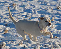 �c��ڂ𑖂��Ă���\��