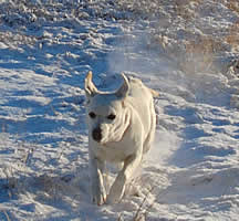 �ቌ���グ�Ȃ��瑖��\��