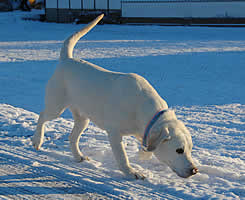 �\���@���̂R