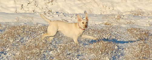 �c��ڂ𑖂�A�Y�L�@�J�����ڐ�