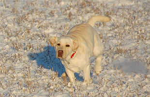 �c��ڂ𑖂�A�Y�L