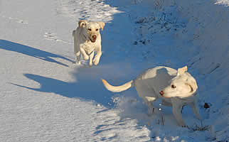 �\���Ɍ������đ����Ă���A�Y�L