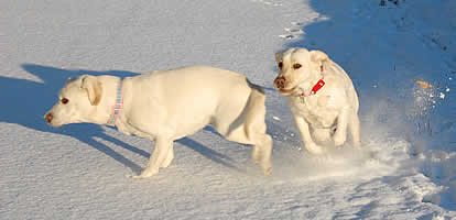 ����Ăē�����\��