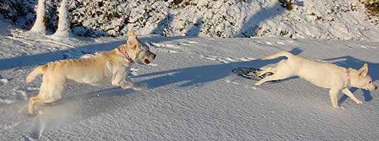 �\���ƃA�Y�L�̒ǂ����������@�\�������҂��ā[