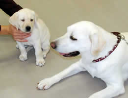 �A�Y�L�����ƃ\���@�c�[�V���b�g