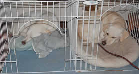 ����ڂ̖�A�Q�����ǂ�����ł��x�݂��܂���