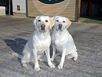 �A�Y�L�ƃ\��.2009�N11��