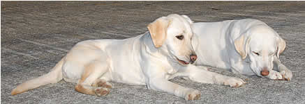 ���U����̂ЂƎ��A�Q������Ń_�E��