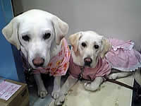 �o�΂S���ځ@�\���ƈꏏ�ɁA�V�b�c�E�_�E��