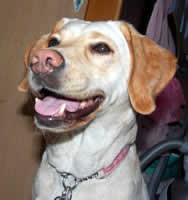 ���ł���Ă�r�������