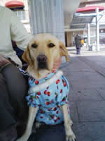 ���j���[�̃h���X