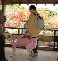 �a�c����ɊÂ���t�N�����