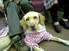 �d�ԓ��A���ꂳ��̑����Ƀ_�E�����Ă���t�H�[�}�����